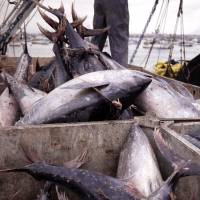Fair catch: Sustainably harvested tuna caught by local boats is landed at Manta, Ecuador. Worldwide, gross overfishing has seriously depleted stocks of many key food species. | © CONSERVATION INTERNATIONAL / KEITH LAWRENCE